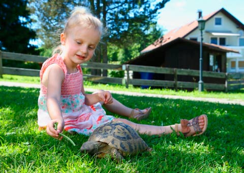 Kind füttert Schildkröte 